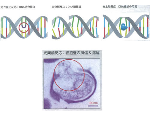 殺菌ランプによるDNAダメージ